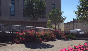 Carlow Student Accommodation. An image fo a bridge with cobbles. In the centre of the image is the bridge which disappears to the left of the image. In the centre there are bushes with pink flowers and trees.